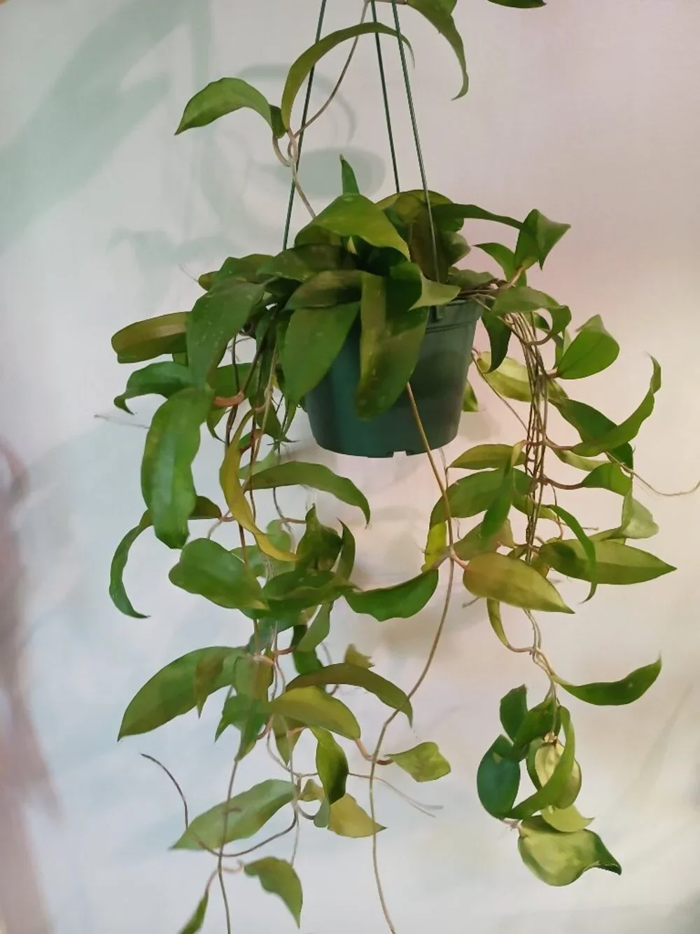 Hoya Rigida - Picture 3 of 3